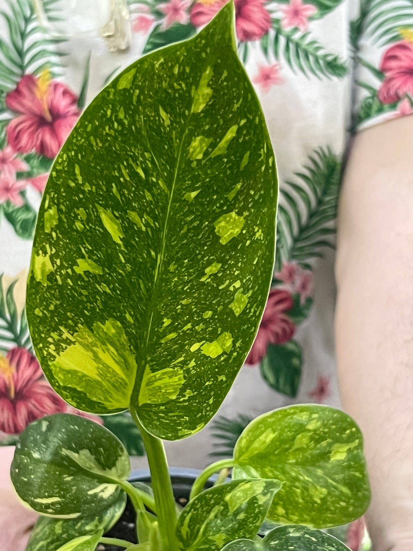Philodendron Congo Nuclear