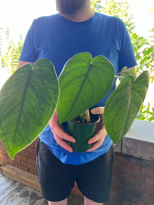 Syngonium Chiapense