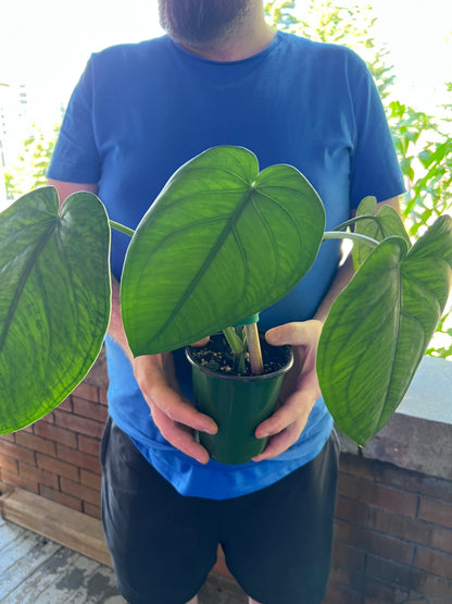 Syngonium Chiapense