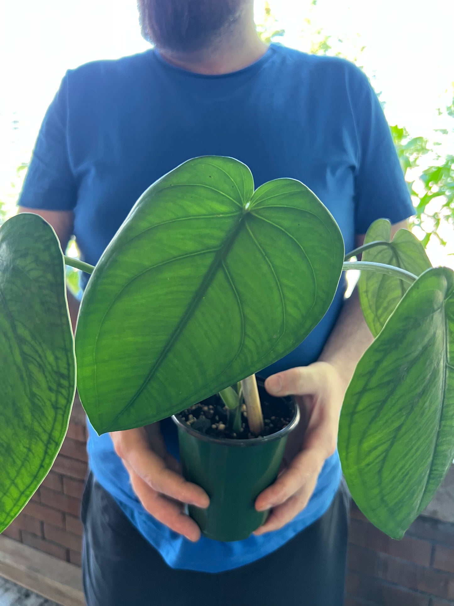 Syngonium Chiapense