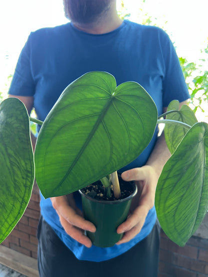 Syngonium Chiapense