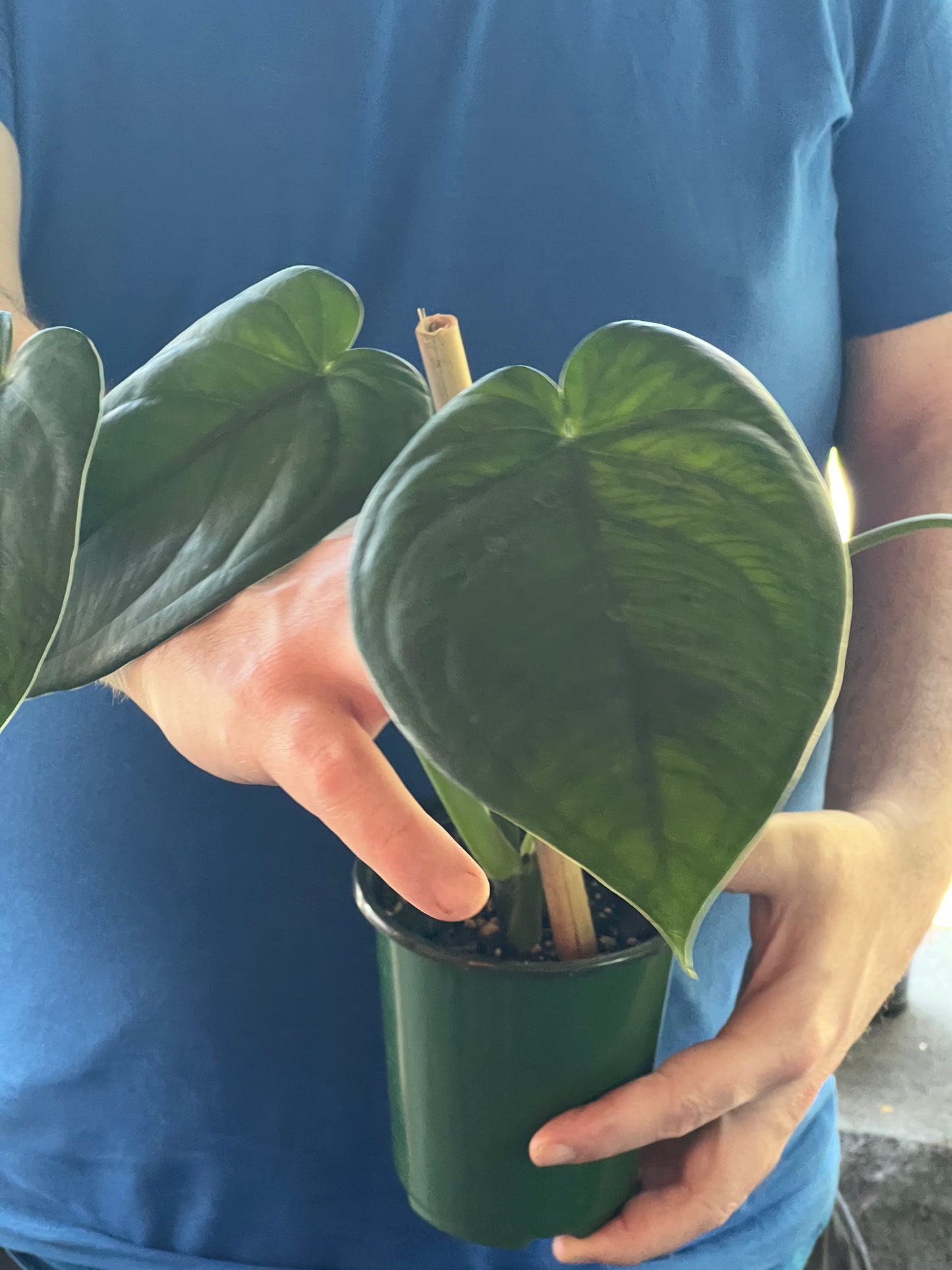 Syngonium Chiapense