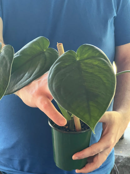 Syngonium Chiapense