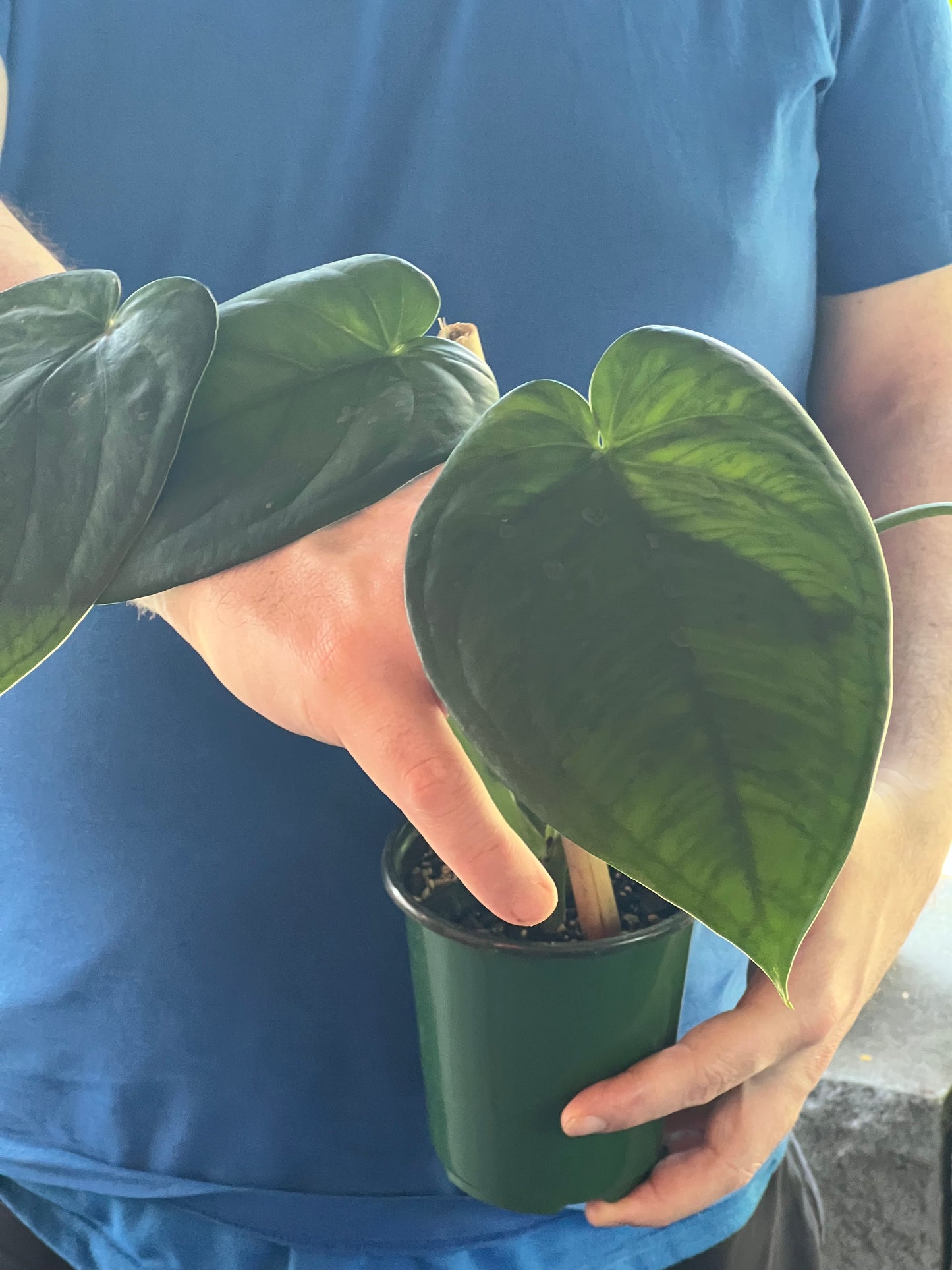 Syngonium Chiapense