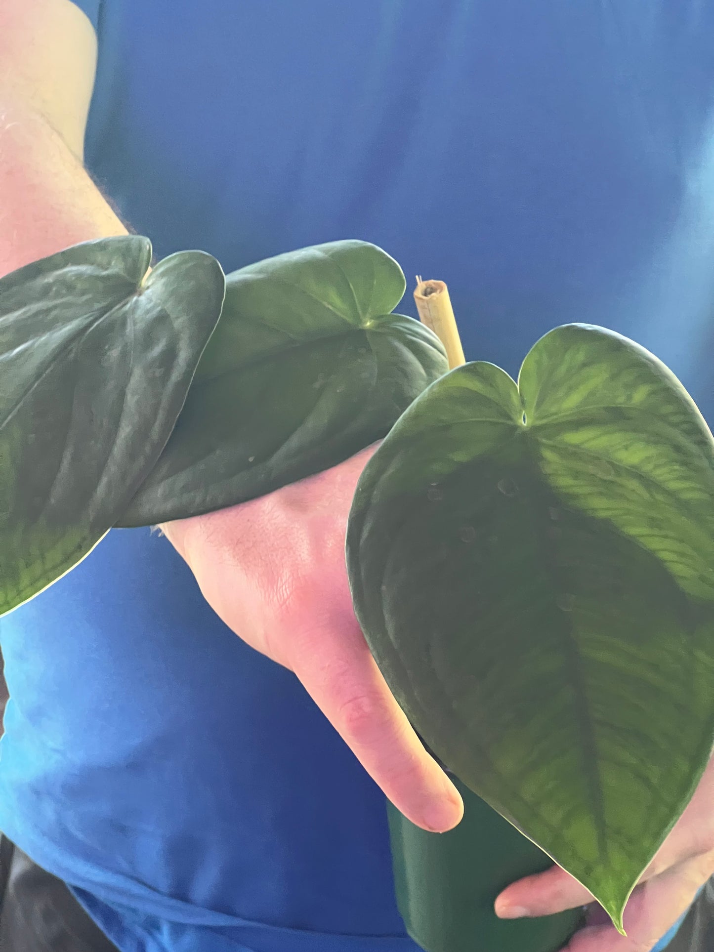 Syngonium Chiapense