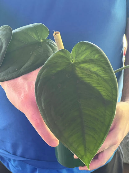 Syngonium Chiapense