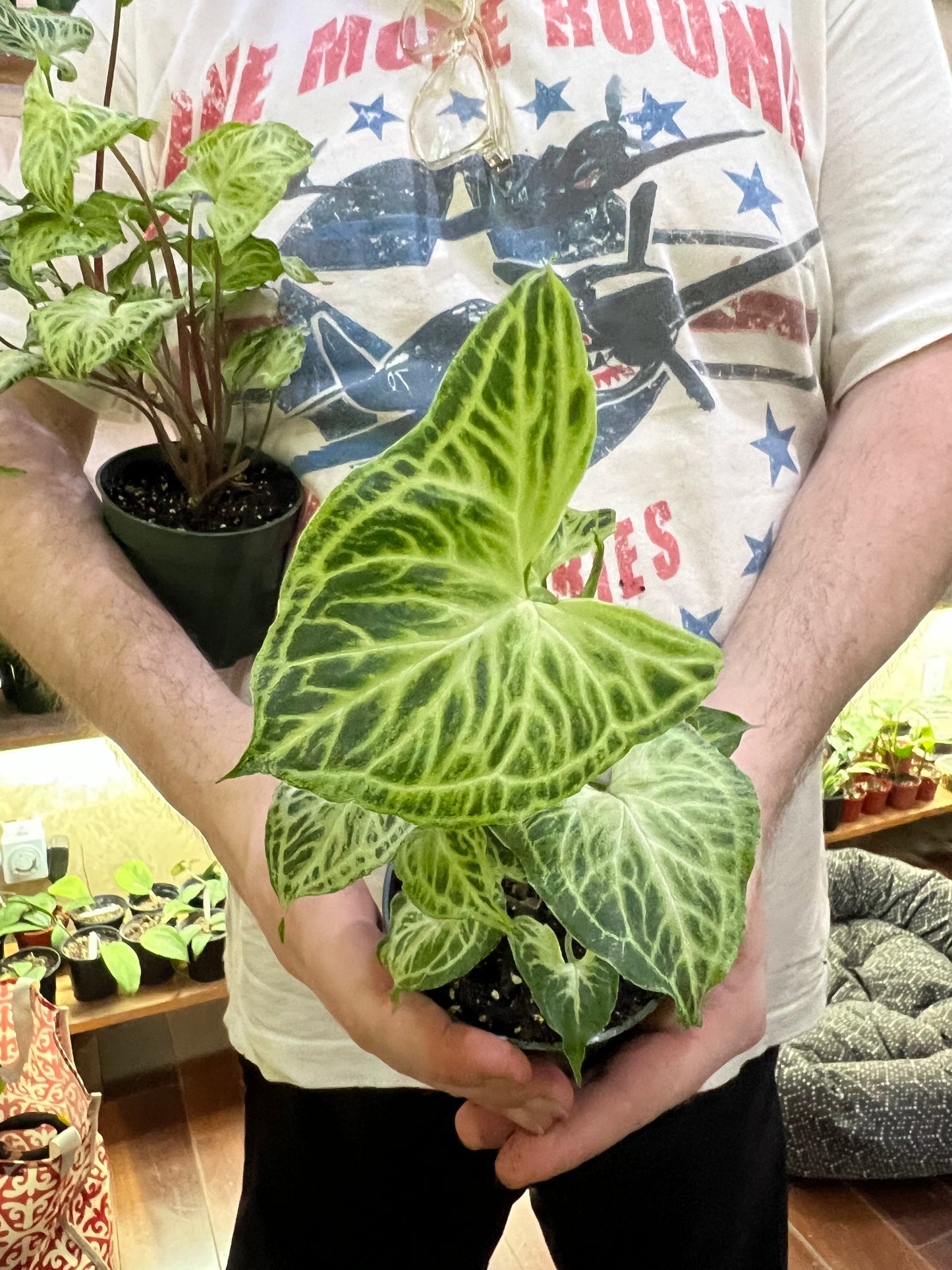 Syngonium Batik