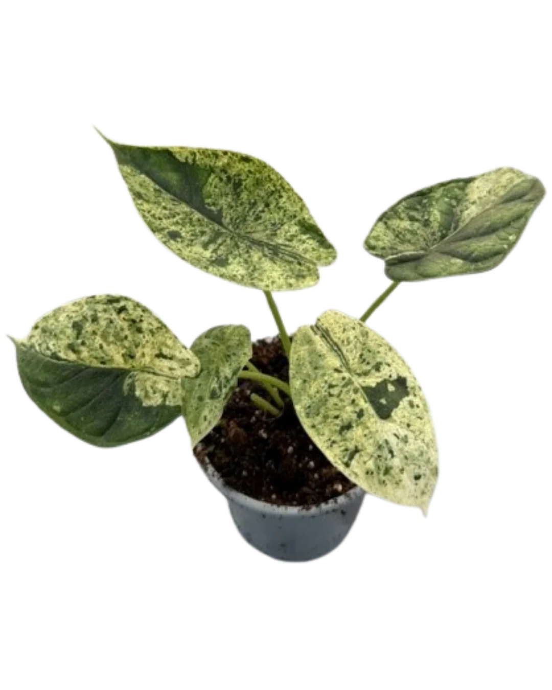 Alocasia Dragon Scale Mint