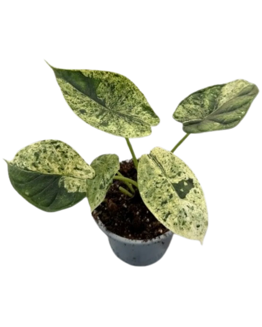 Alocasia Dragon Scale Mint