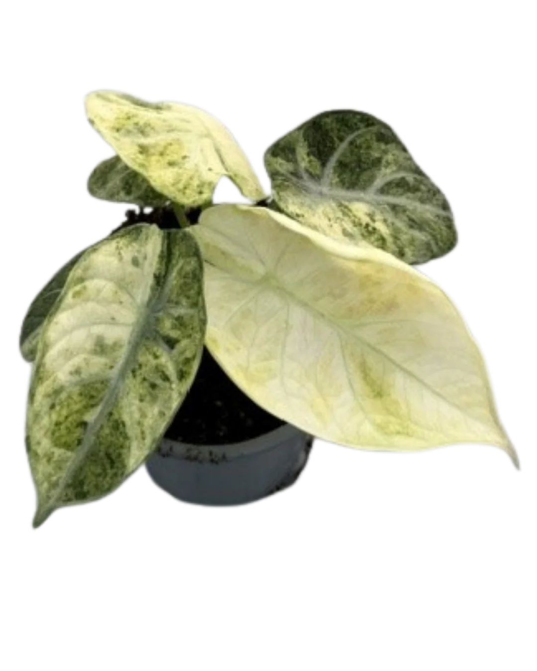 Alocasia Ninja Mint