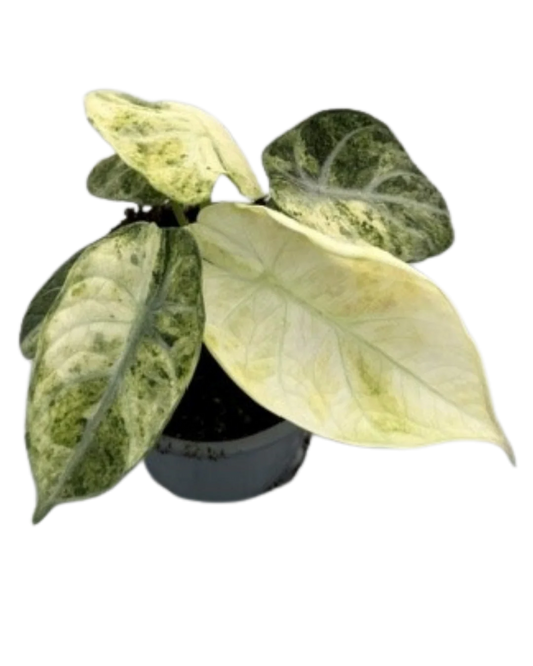 Alocasia Ninja Mint