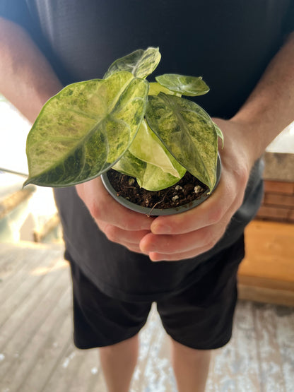 Alocasia Ninja Mint