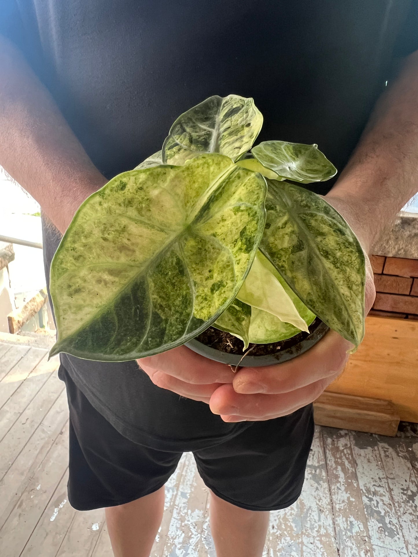 Alocasia Ninja Mint