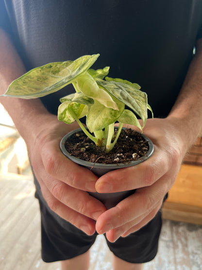 Alocasia Ninja Mint