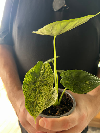 Alocasia Dragon Scale Mint