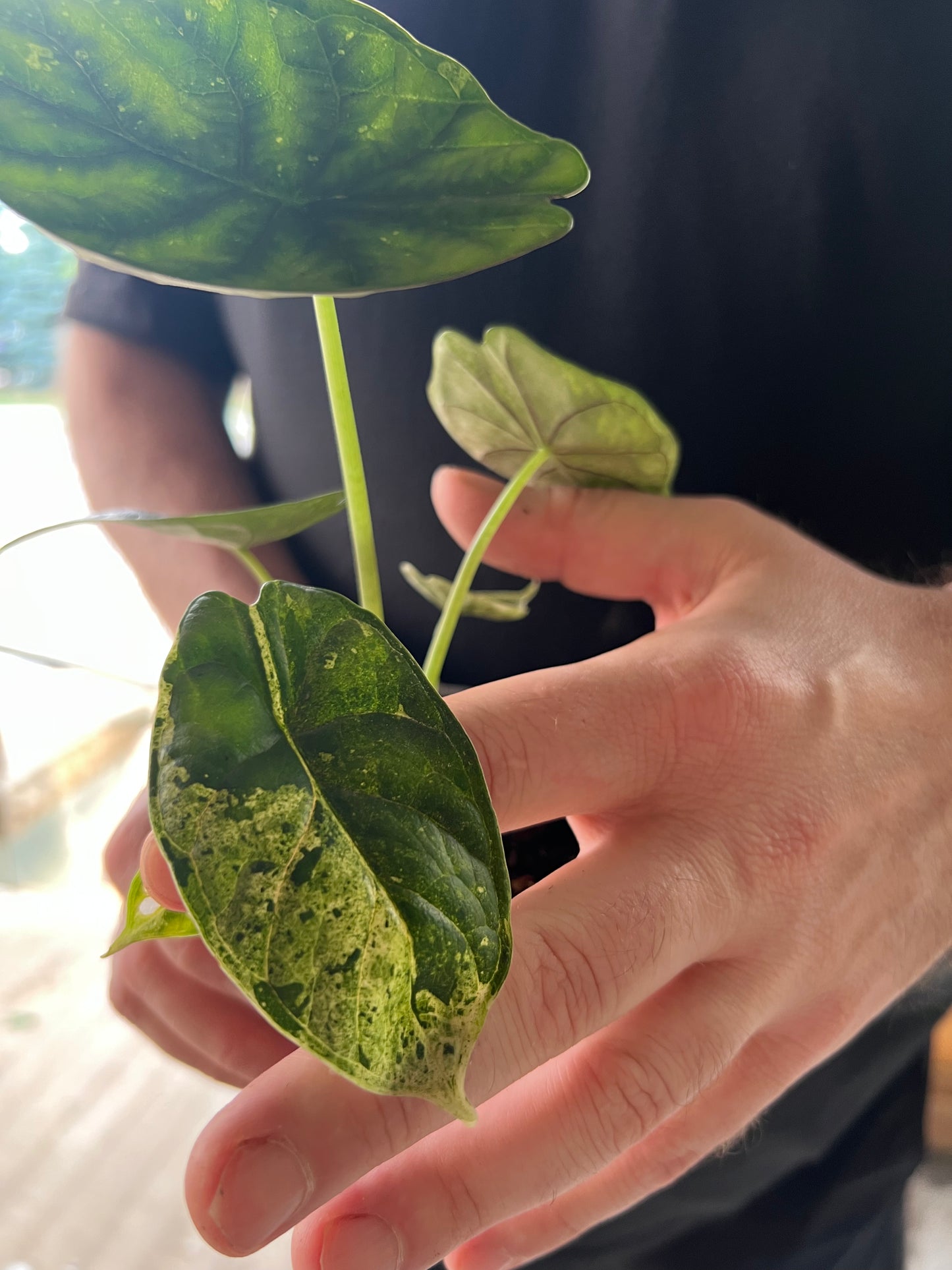 Alocasia Dragon Scale Mint