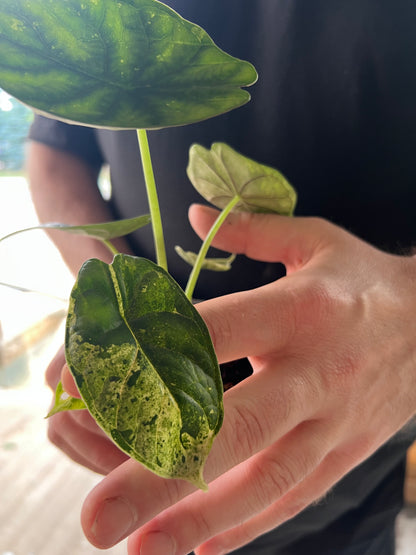 Alocasia Dragon Scale Mint
