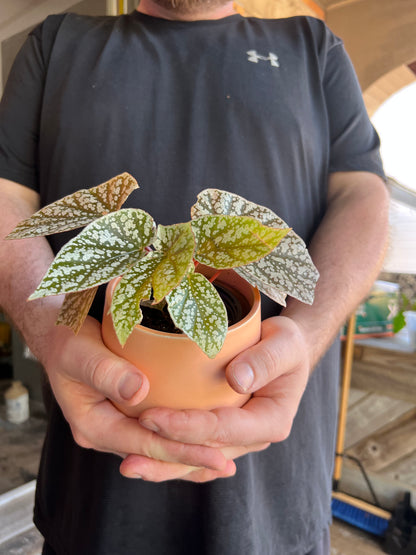 Begonia Snowcaps