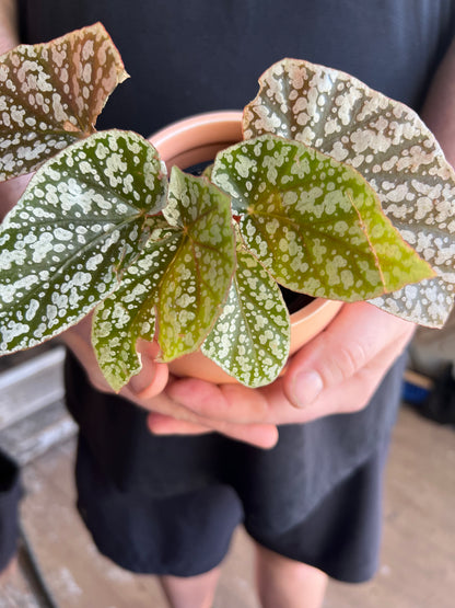 Begonia Snowcaps