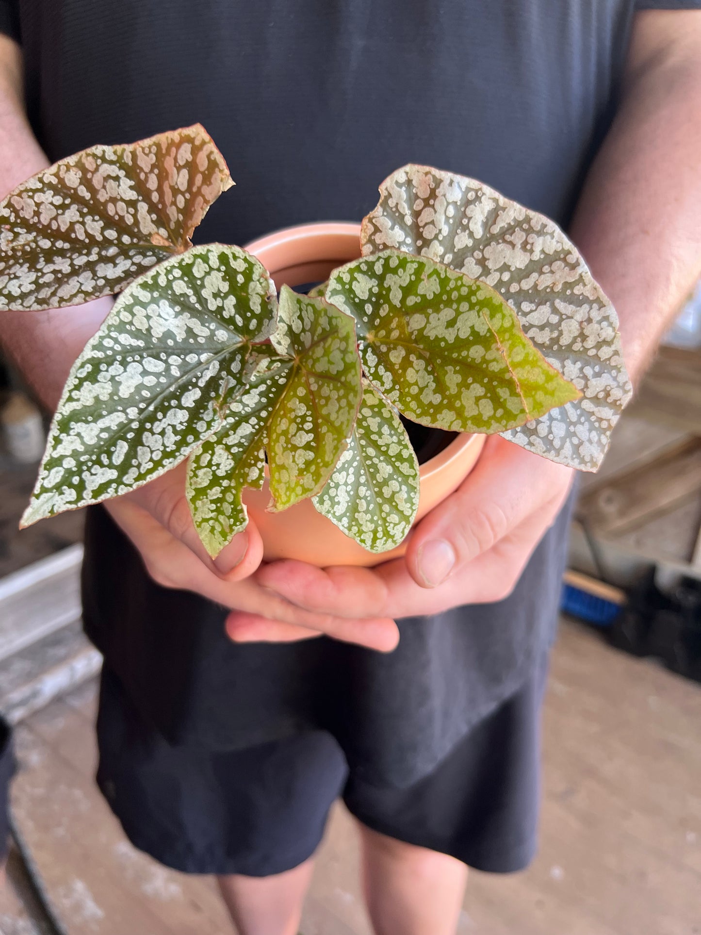 Begonia Snowcaps