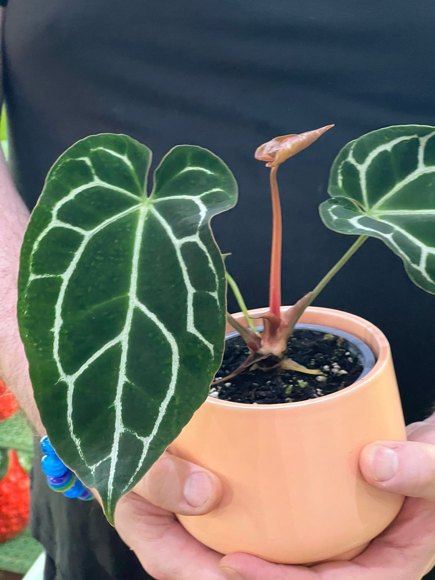Anthurium Chrystallinum