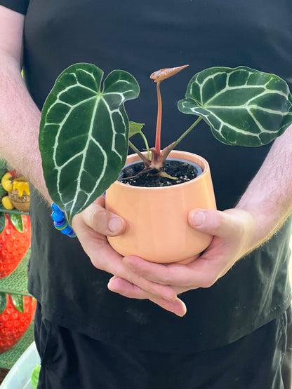 Anthurium Chrystallinum