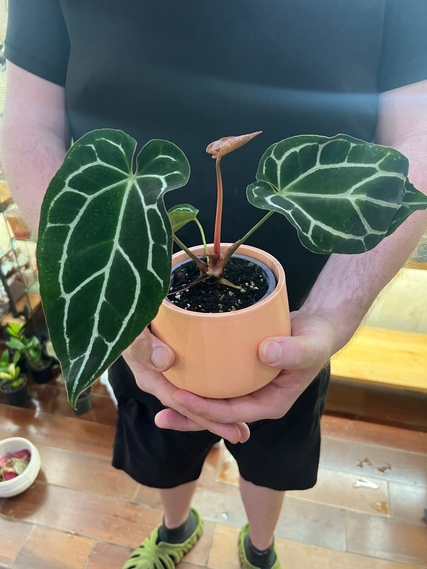 Anthurium Chrystallinum