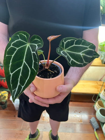 Anthurium Chrystallinum