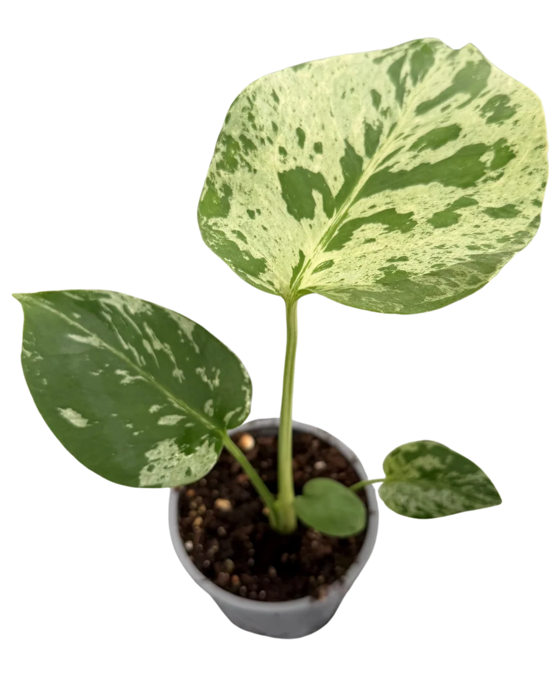 Monstera Deliciosa Bulbasaur