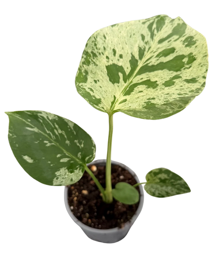 Monstera Deliciosa Bulbasaur
