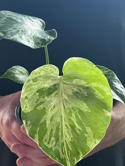 Monstera Deliciosa Bulbasaur