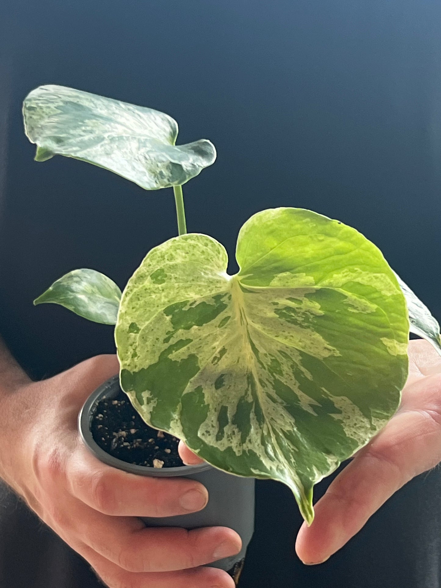 Monstera Deliciosa Bulbasaur
