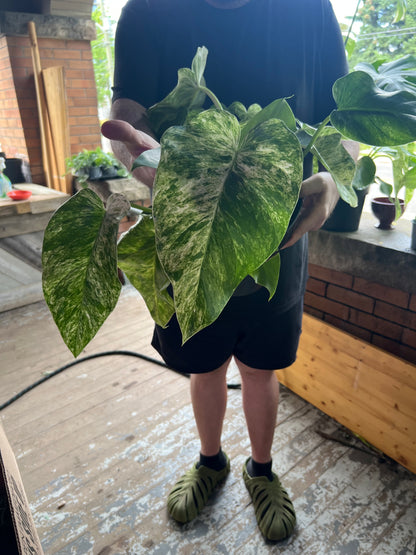 Philodendron Giganteum Blizzard