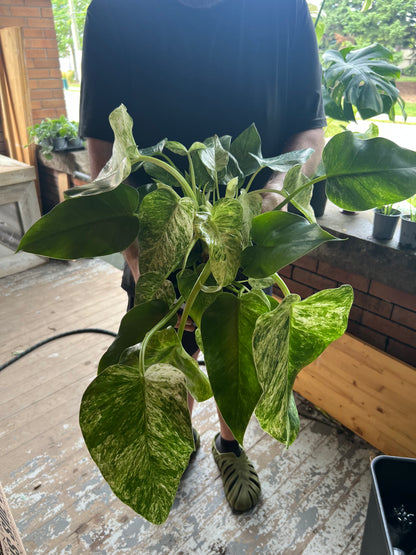 Philodendron Giganteum Blizzard