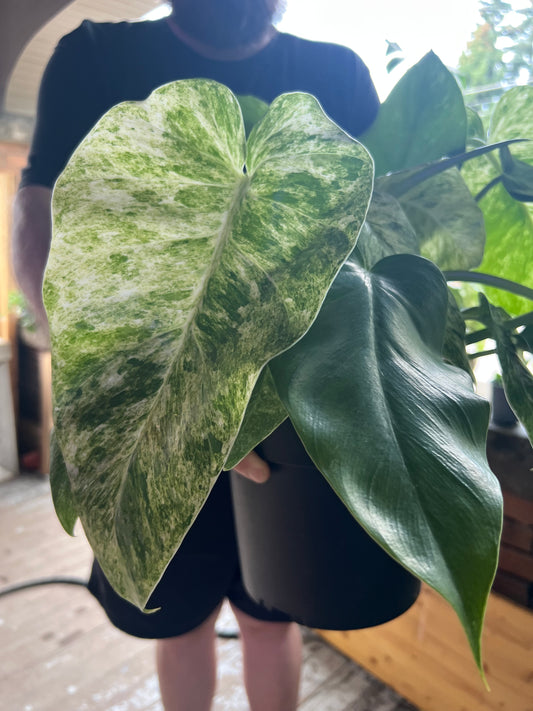 Philodendron Giganteum Blizzard