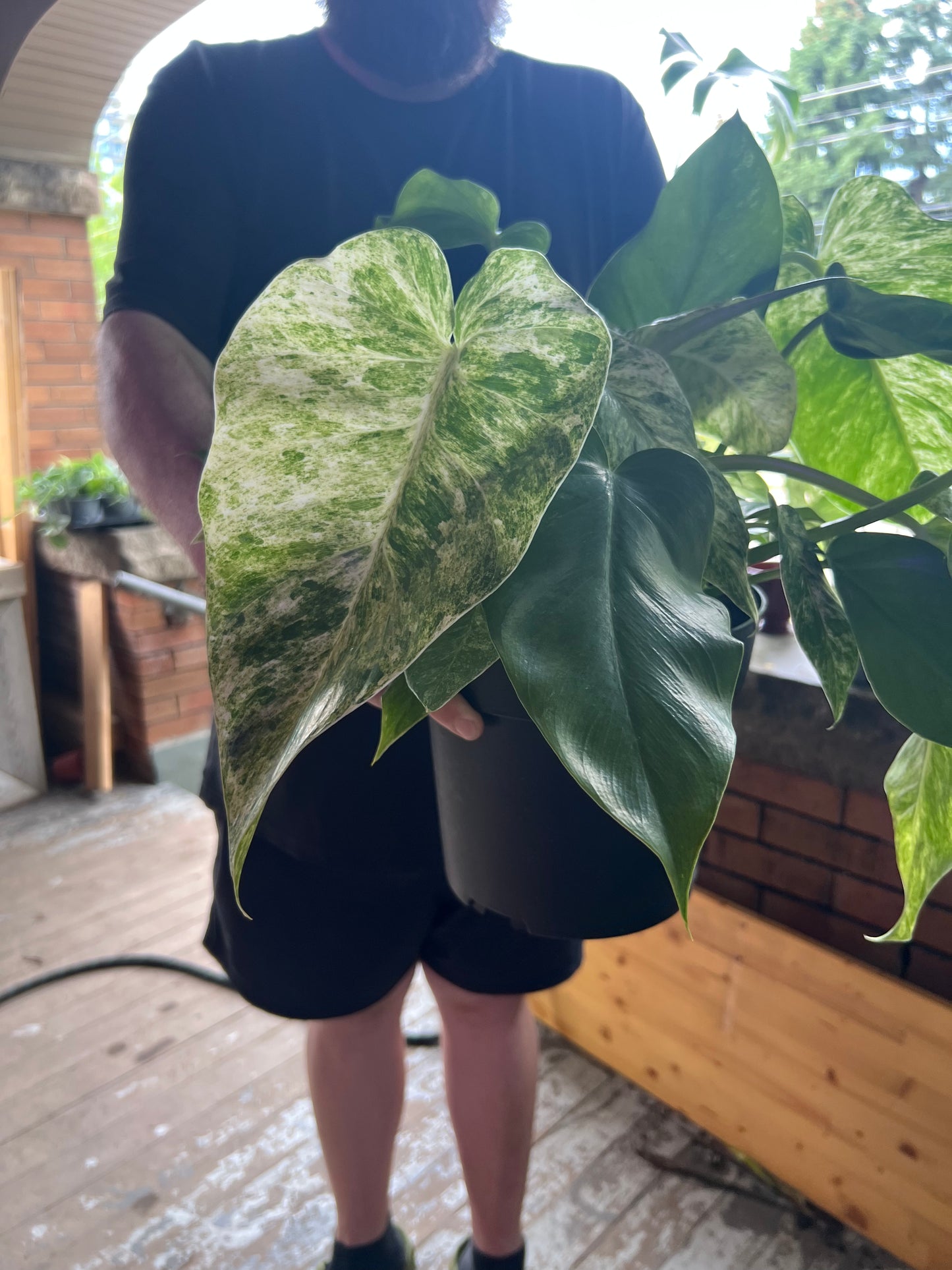 Philodendron Giganteum Blizzard