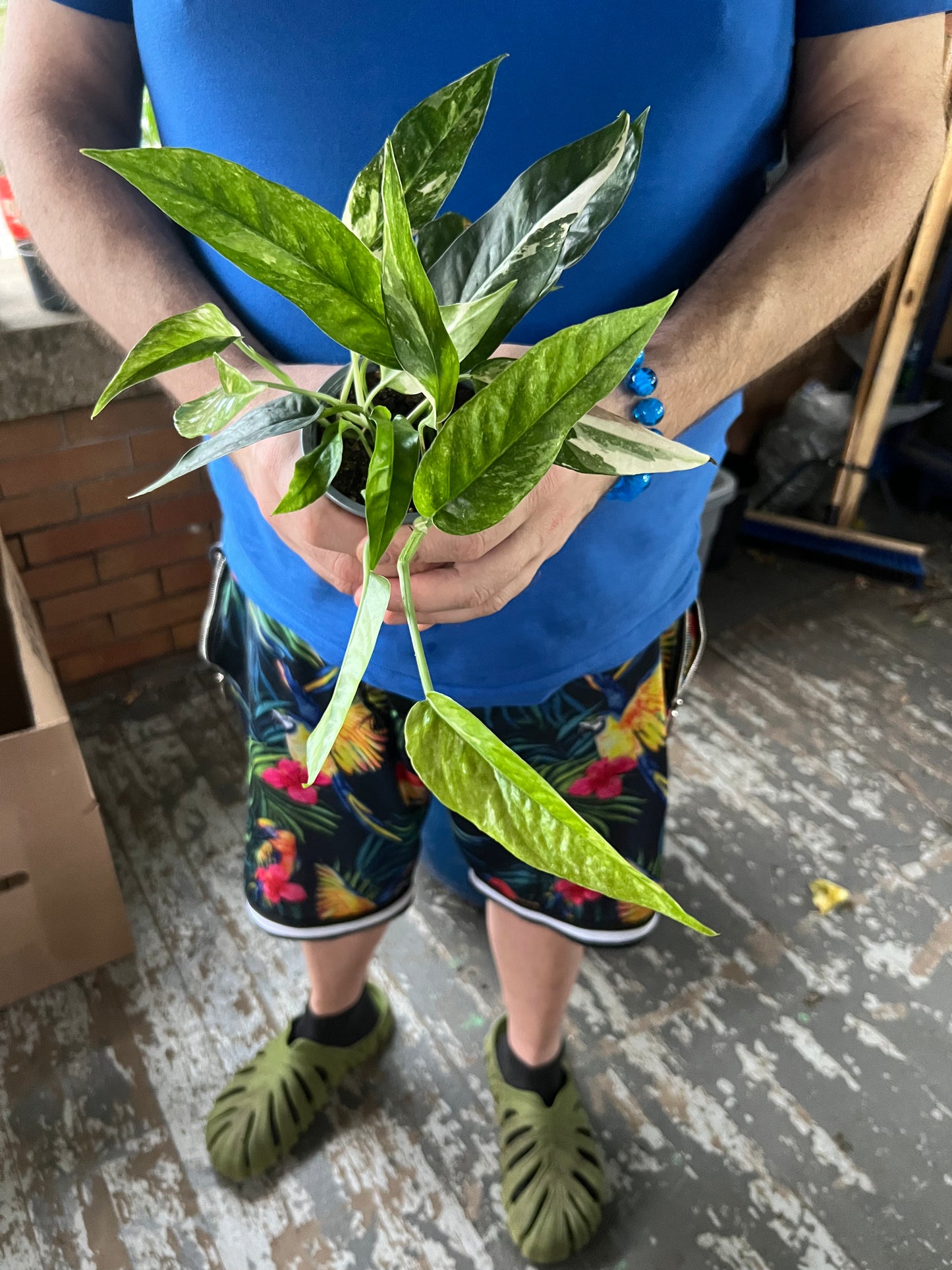 Epipremnum Pinnatum Albo