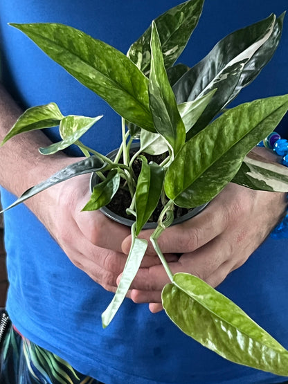 Epipremnum Pinnatum Albo