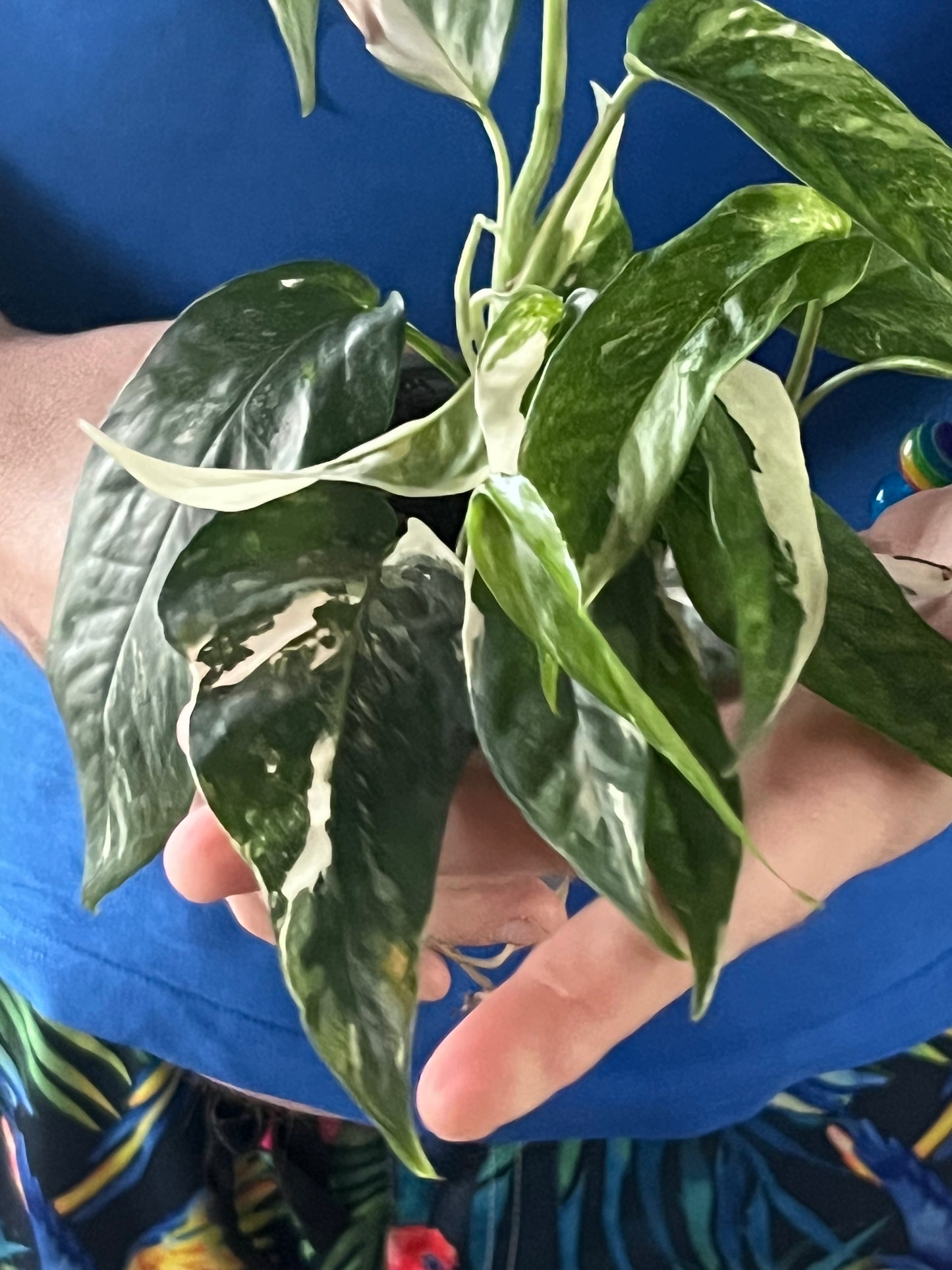 Epipremnum Pinnatum Albo