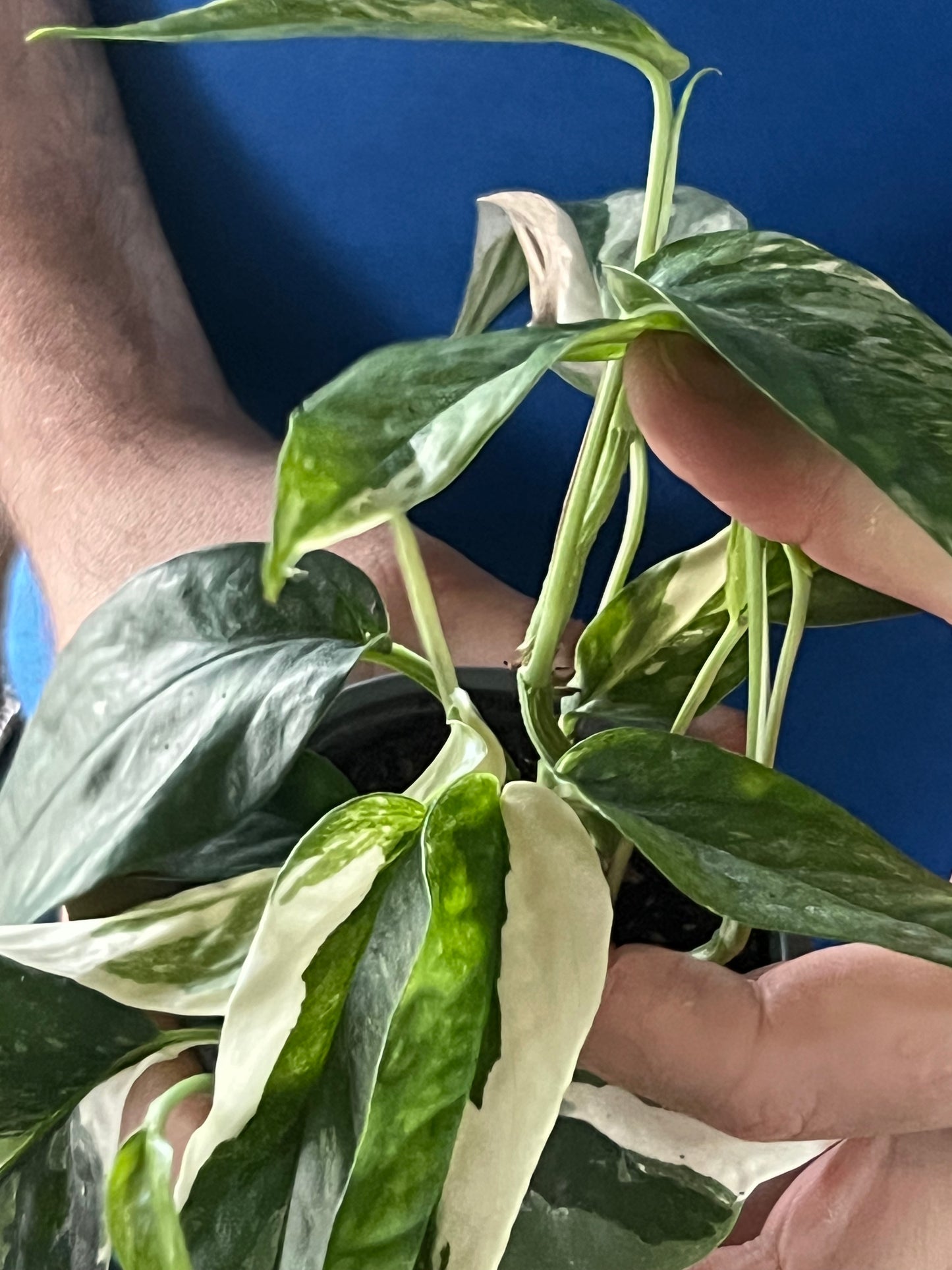 Epipremnum Pinnatum Albo