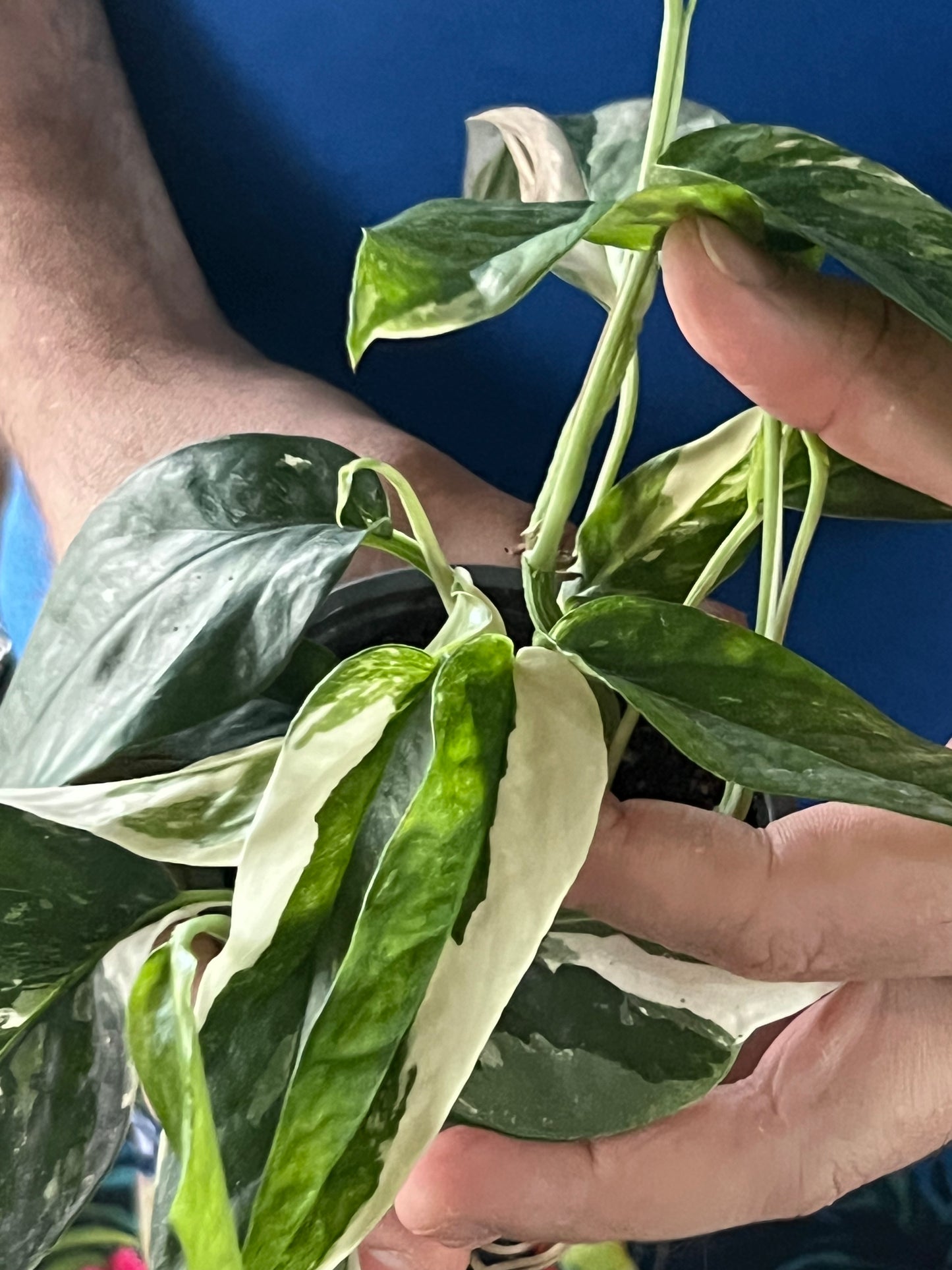 Epipremnum Pinnatum Albo