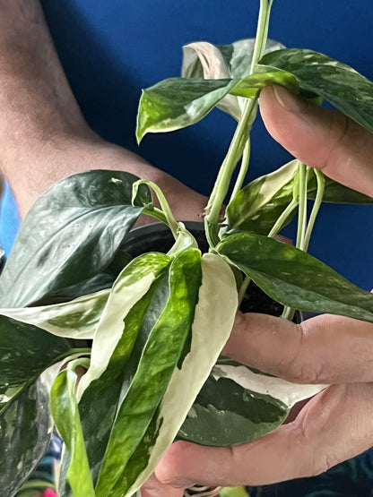 Epipremnum Pinnatum Albo