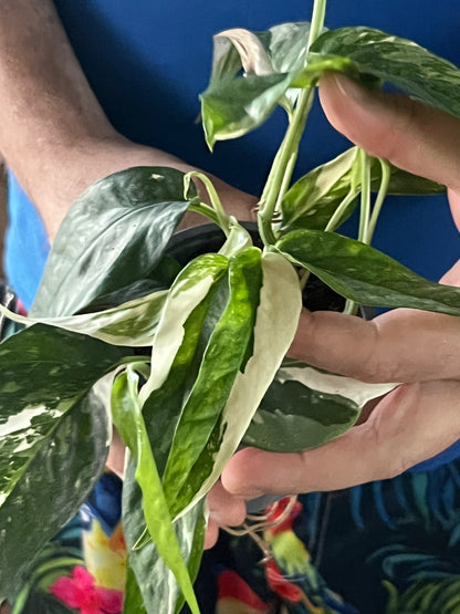 Epipremnum Pinnatum Albo