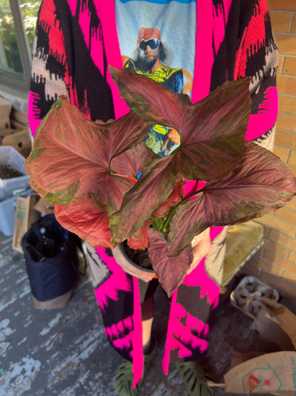 Syngonium Orm Nak