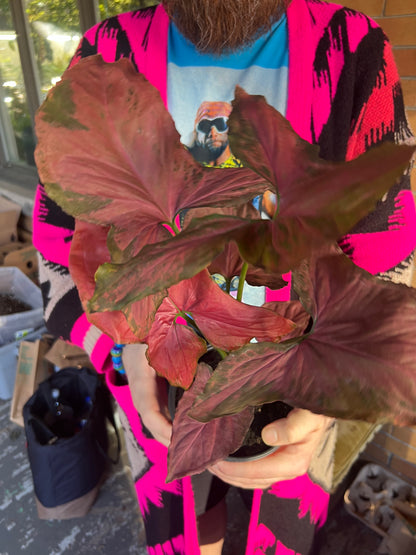 Syngonium Orm Nak