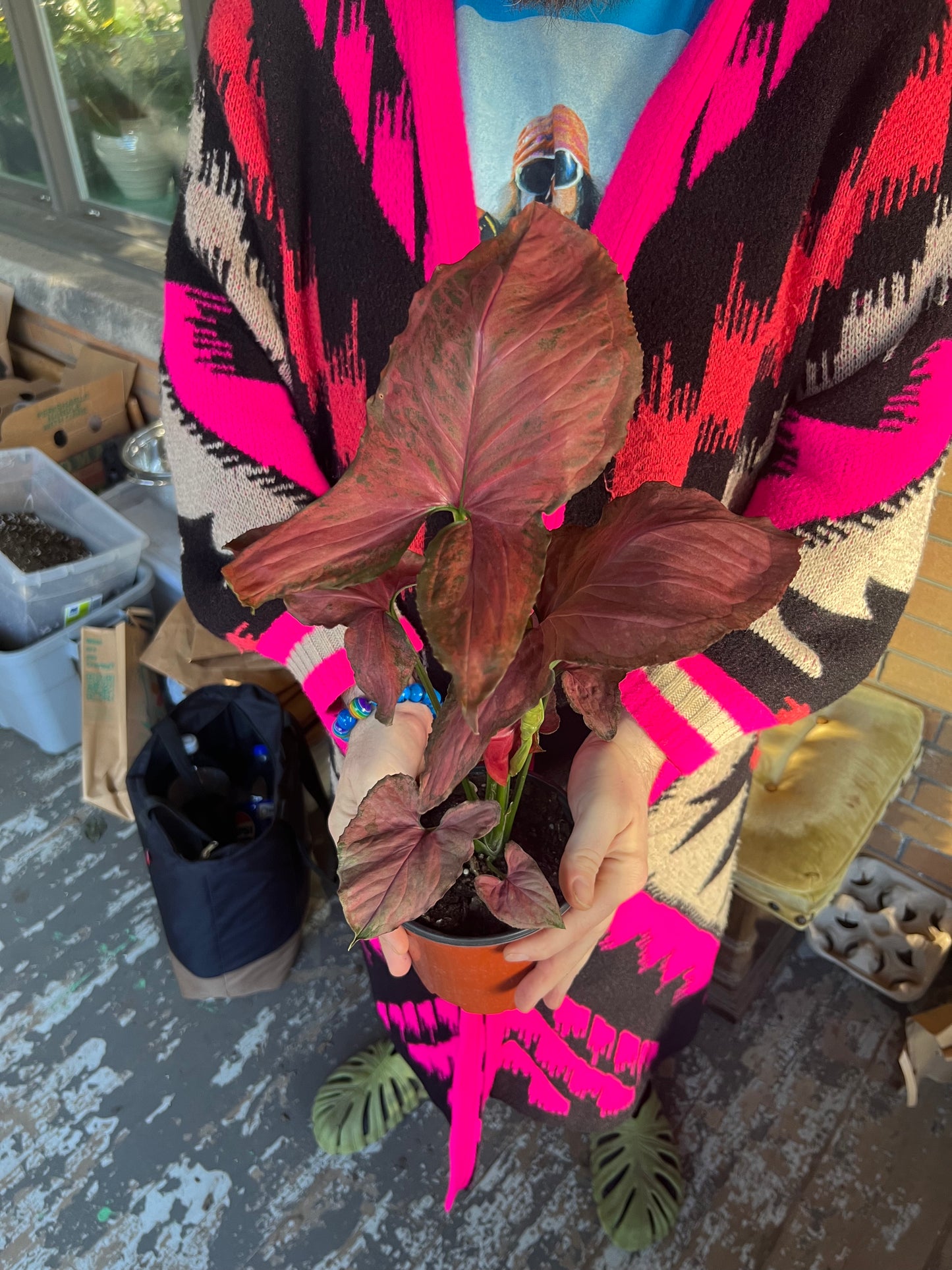 Syngonium Orm Nak