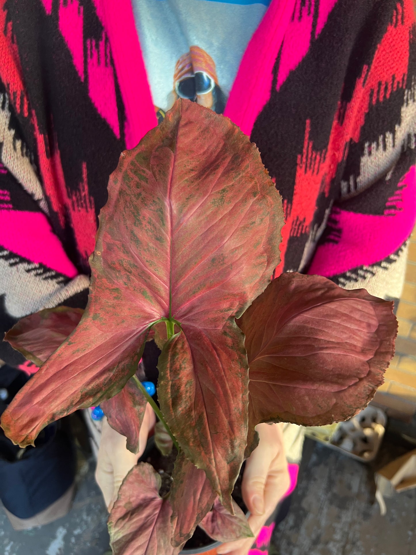 Syngonium Orm Nak