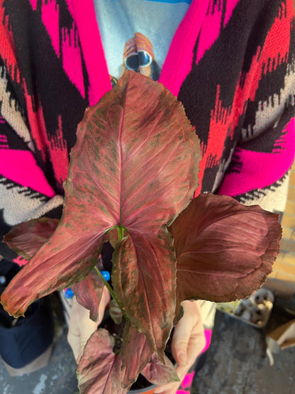 Syngonium Orm Nak
