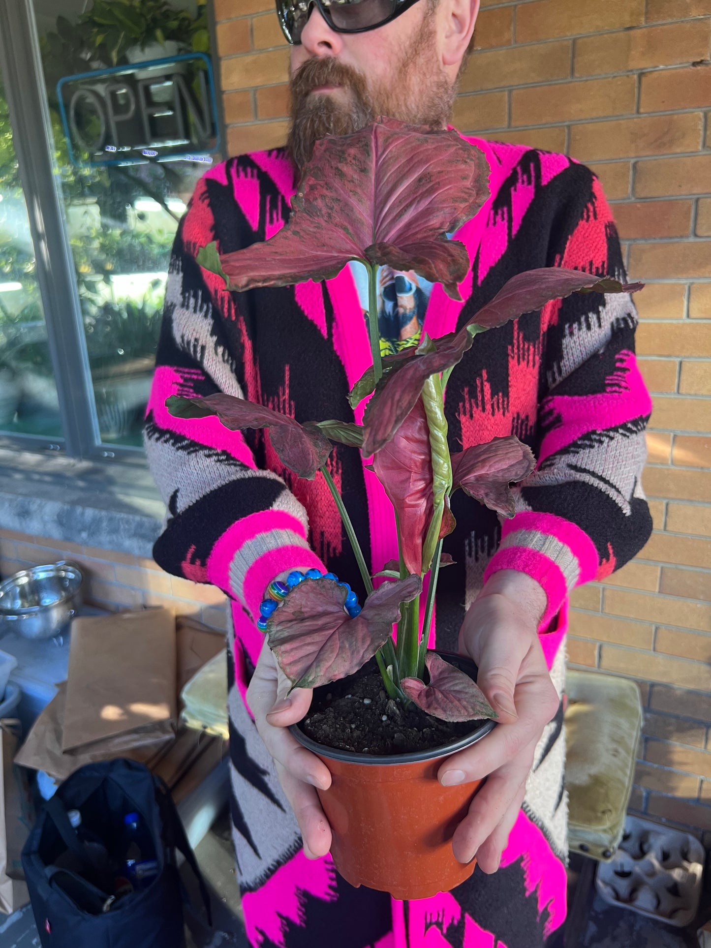 Syngonium Orm Nak