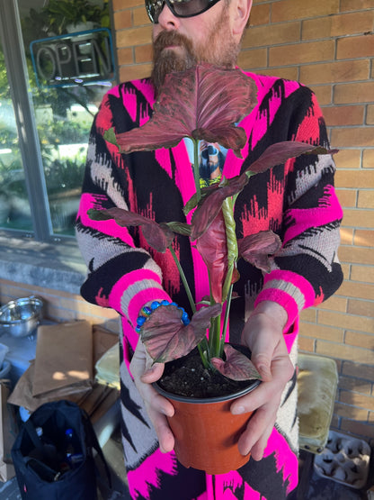 Syngonium Orm Nak